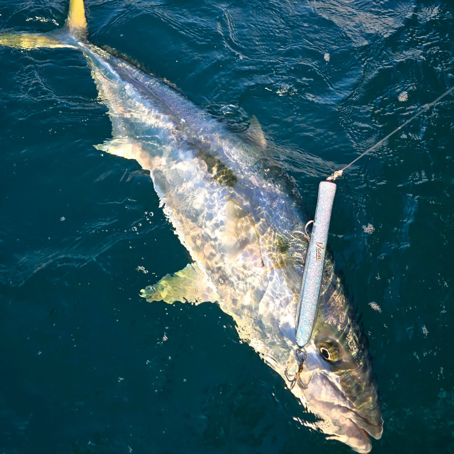 'SKIPPY' - Skipping Popper