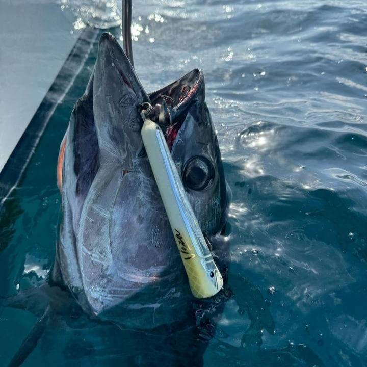 'DISRUPTOR' - Diving Popper